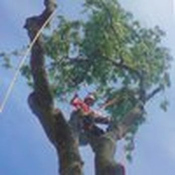 Arborists in Louth