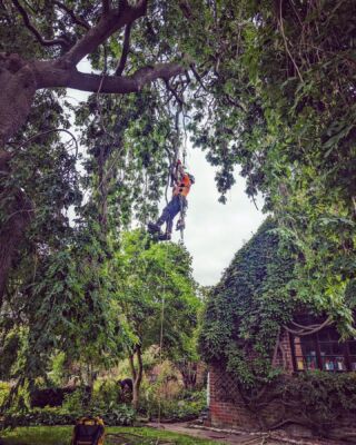 Arborists in Louth